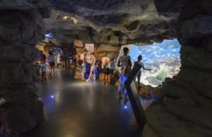 Lire la suite à propos de l’article Planet Ocean ou Seaquarium : quel aquarium choisir à Montpellier