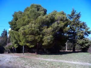 Lire la suite à propos de l’article 10 parcs de la ville de Montpellier sont maintenant non fumeur