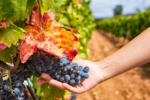 Lire la suite à propos de l’article 5 vins bio produit autour de Montpellier à mettre dans sa cave