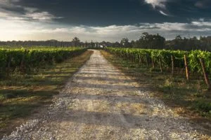Lire la suite à propos de l’article Une aide de 5 millions d&rsquo;euros pour les agriculteurs héraultais