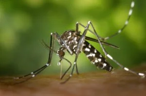 Lire la suite à propos de l’article Des pièges à Moustique Tigre testés dans 3 communes à proximité de Montpellier