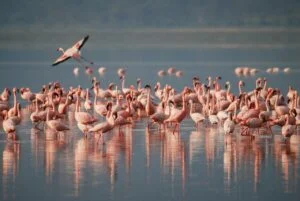 Lire la suite à propos de l’article Où voir des flamants roses à Montpellier ?