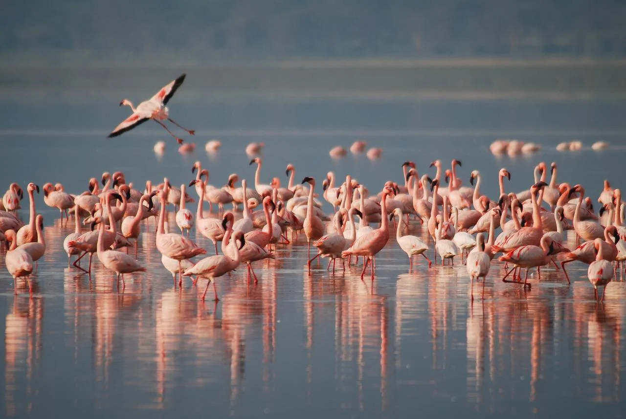 You are currently viewing Où voir des flamants roses à Montpellier ?