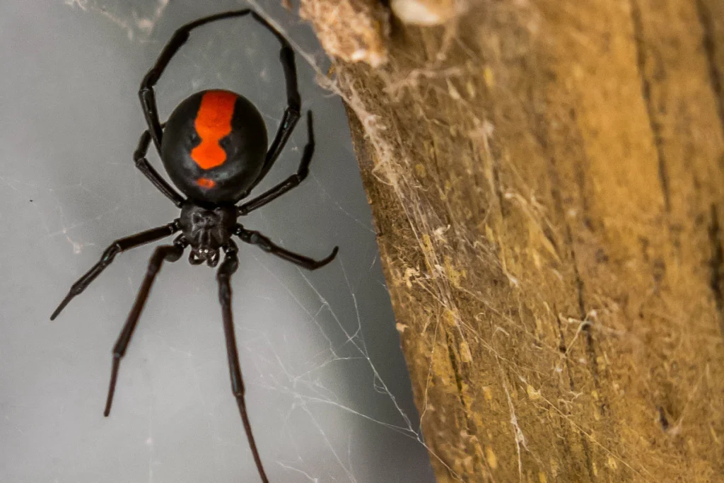 Araignée Veuve Noire